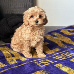 Bailey (Hembra)