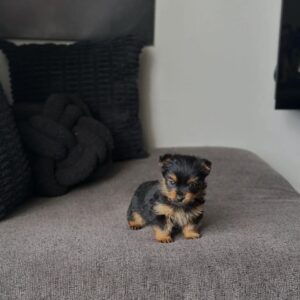 Coco (Hembra)