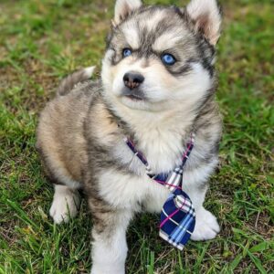 Duke (Macho)