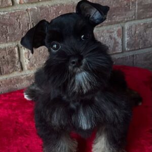 Huxley (Macho)