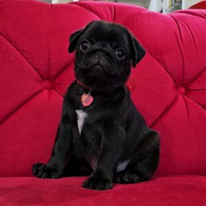 Leo (Macho)