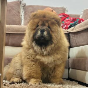 Lexi (Macho)