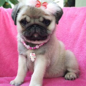 Lilli (Hembra)
