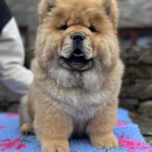 Loki (Macho)
