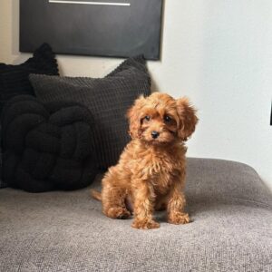 Maggie (Hembra)