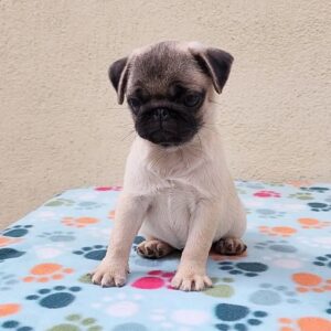 Maxwell (Macho)
