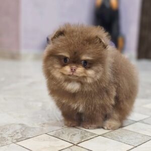 Milo (Macho)