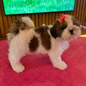 Milo (Macho)