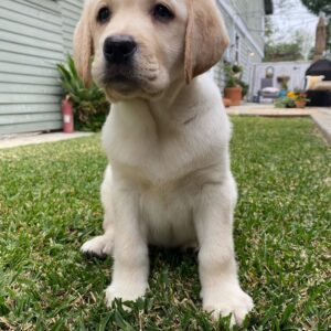 Nelly (Hembra)
