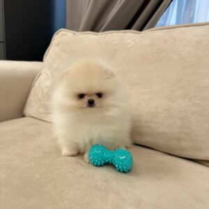 Otis (Macho)