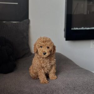 Riley (Macho)