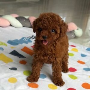Chico (Macho)