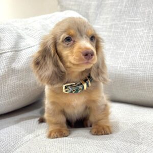 Jax (Macho)