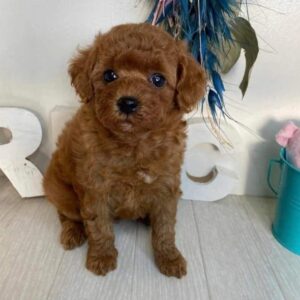 Paco (Macho)