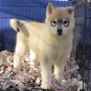Sky (Macho)