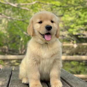 Bailey(Hembra)
