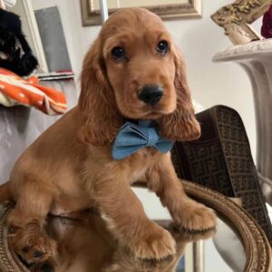 Belle (Hembra)