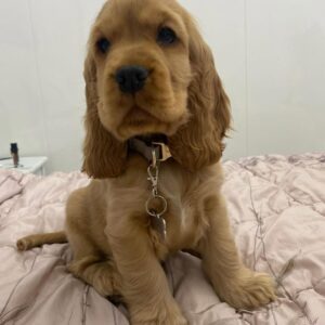 Jasper (Macho)