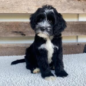 Milo (Macho)