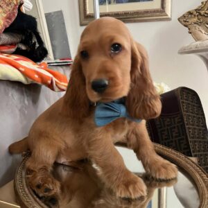 Milo (Macho)