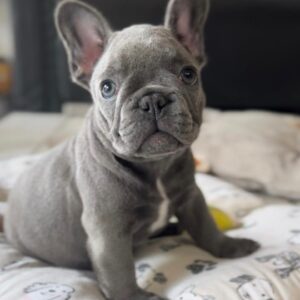Molly (Macho)