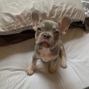 Nala(Hembra)