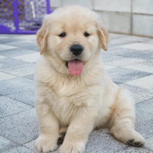 Sunny (Macho)